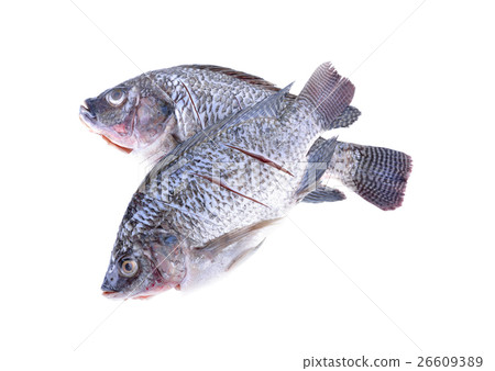 Gutted, scaled and sliced Nile Tilapia fish Gutted, scaled and sliced Nile Tilapia fish 26609389