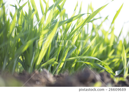 大麥幼葉 26609689
