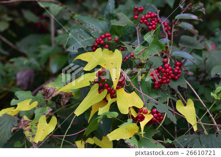 The yellow leaves and the red crabgrass fruit -1 The yellow leaves and the red crabgrass fruit -1 26610721