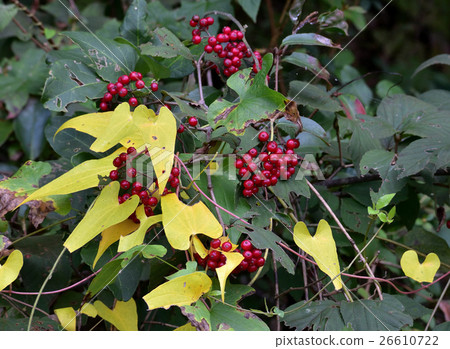 The yellow leaves and the red crabgrass fruit 2 The yellow leaves and the red crabgrass fruit 2 26610722