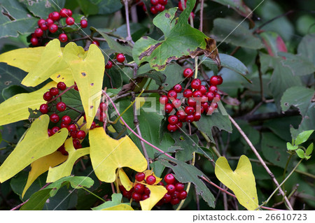 The yellow leaves and the red crabgrass fruit 3 The yellow leaves and the red crabgrass fruit 3 26610723