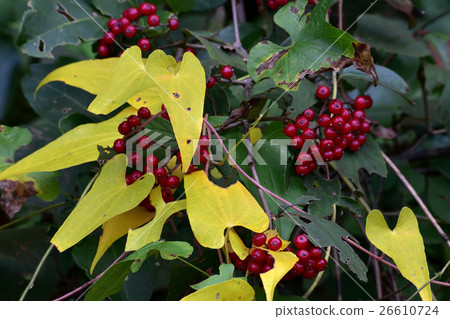 The yellow leaves and the red crabgrass fruit 4 The yellow leaves and the red crabgrass fruit 4 26610724