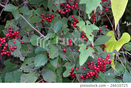 Yellow leaves and red crabgrass fruits 5 Yellow leaves and red crabgrass fruits 5 26610725