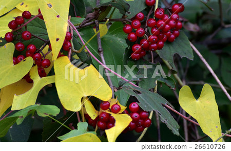 The yellow leaves and the red crabgrass fruit 6 The yellow leaves and the red crabgrass fruit 6 26610726