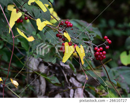 Yellow leaves and red crabgrass seeds - 7 Yellow leaves and red crabgrass seeds - 7 26610727