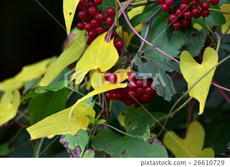 Yellow leaves and red crabgrass fruits 9 Yellow leaves and red crabgrass fruits 9 26610729
