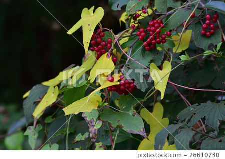 The yellow leaves and the red crab fruit - 10 The yellow leaves and the red crab fruit - 10 26610730