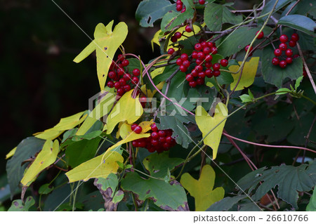 A yellow leaf and a red crab gruel fruit - 11 A yellow leaf and a red crab gruel fruit - 11 26610766