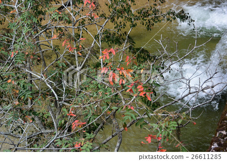 Falls and autumn leaves of maple - 1 Falls and autumn leaves of maple - 1 26611285