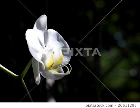 small white orchids outdoor under natural sunlight small white orchids outdoor under natural sunlight 26611295