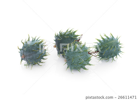 Castor oil plant on white background 26611471