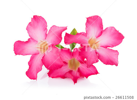 Pink Desert Rose Flower on white background 26611508