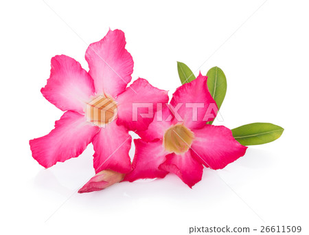 Pink Desert Rose Flower on white background 26611509