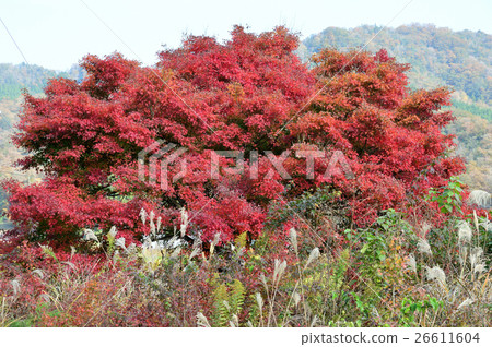 秋天色深,紅葉的秋葉-12 秋天色深,紅葉的秋葉-12 26611604