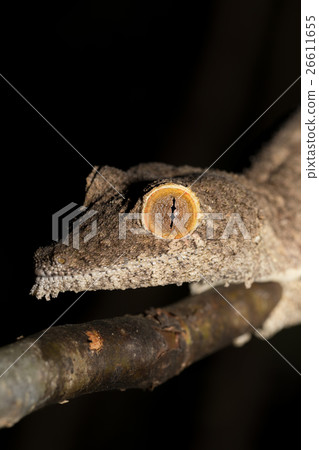 Giant leaf-tailed gecko, Uroplatus fimbriatus 26611655