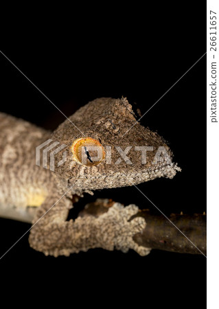 Giant leaf-tailed gecko, Uroplatus fimbriatus 26611657