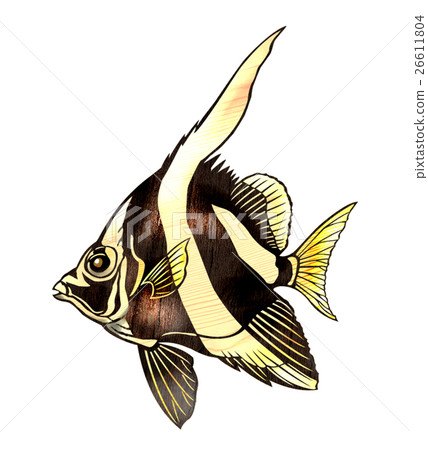 Fish illustration 26611804