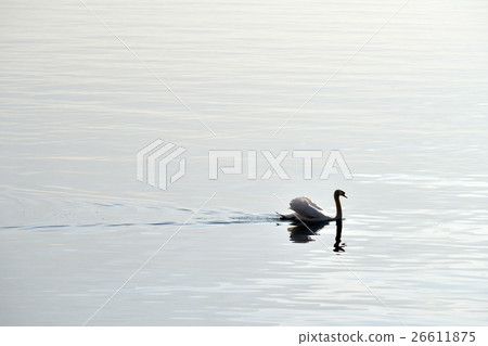 Lonely swan swimming in Geneva Lake of Montreux Lonely swan swimming in Geneva Lake of Montreux 26611875