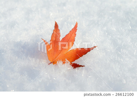 Fresh snow and a piece of autumnal leaves Fresh snow and a piece of autumnal leaves 26612100