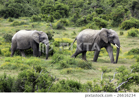 African Elephants in Addo Elephant National Park 26616234