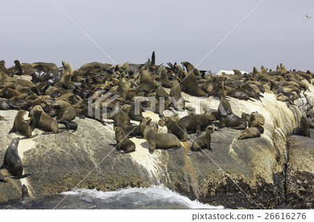 duiker Island with Cape fur seals colony duiker Island with Cape fur seals colony 26616276