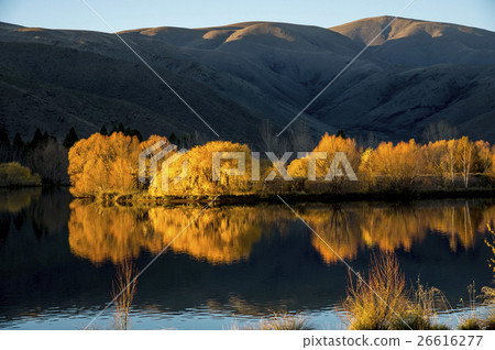 Autumn leaves and Wairepo Arm reflected on the lake surface Twizel South Island New Zealand Autumn leaves and Wairepo Arm reflected on the lake surface Twizel South Island New Zealand 26616277