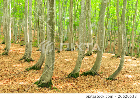 Niigata _ beautiful forest fresh green Niigata _ beautiful forest fresh green 26620538