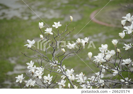 Kobushi flower Kobushi flower 26620574