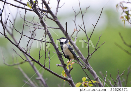 chickadee 26620871