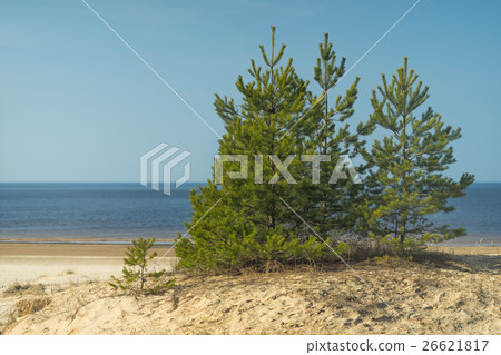 Green tree on the beach in spring 26621817