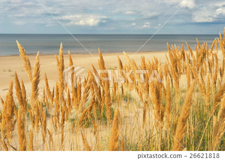 Yellow grass on the sandy beach of the Baltic Sea 26621818