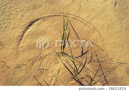 The semicircle on the sand beach on the grass 26621819