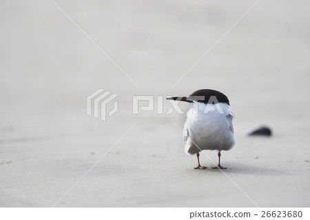 Tern (satirical) 26623680