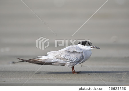 Tern (satirical) 26623868