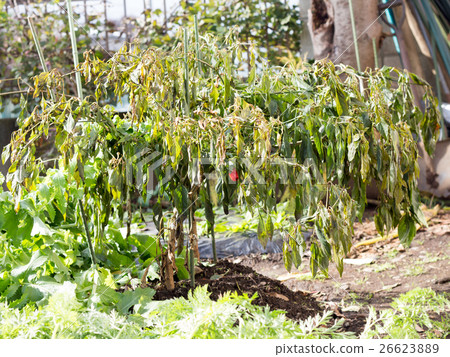 Lion dumpling withered by cold weather 26623889