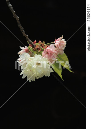 薑黃櫻花樹（盛開） 26624154