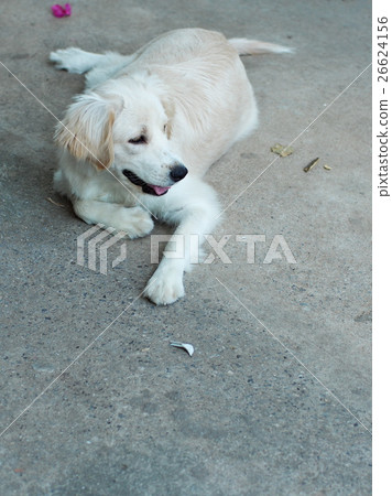 lovely funny white cute fat compact size puppy dog lovely funny white cute fat compact size puppy dog 26624156