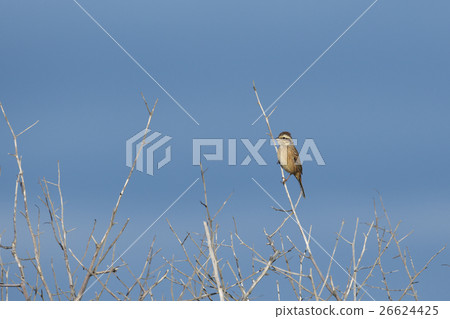 Boss female Boss female 26624425