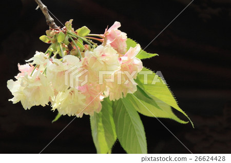 薑黃櫻花樹（盛開） 26624428