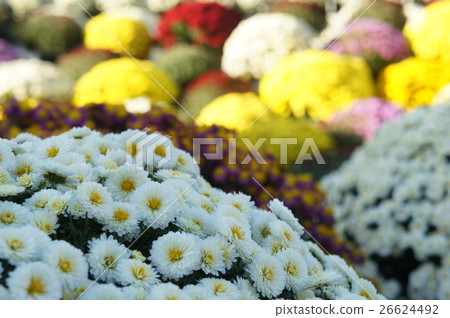 Zakuru Chrysanthemum嘈雜的菊花 Zakuru Chrysanthemum嘈雜的菊花 26624492