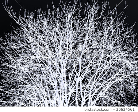 Branches of brush. Negative 26624561