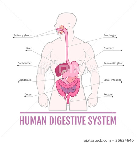 插图素材: medical illustration of the human digestive system
