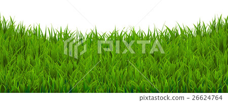 Grass 26624764