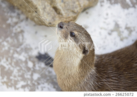 Otter 26625072