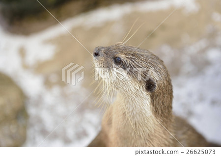 Otter Otter 26625073
