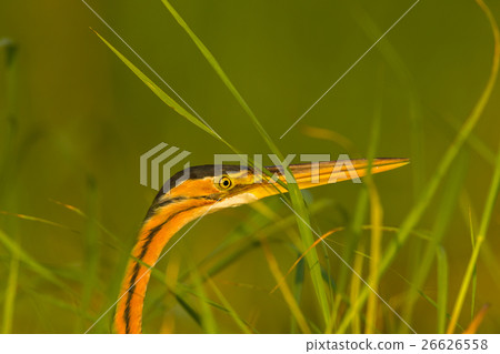 Bird Heron Wetland 26626558