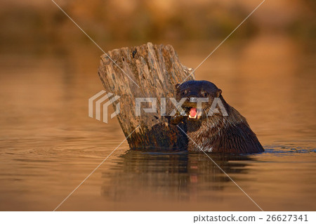 Giant Otter, Pteronura brasiliensis, portrait Giant Otter, Pteronura brasiliensis, portrait 26627341