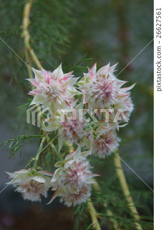 Celia pretty pink flower language is "pretty heart" 26627561