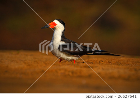 Black Skimmer, Rynchops niger, exotic bird Black Skimmer, Rynchops niger, exotic bird 26627641