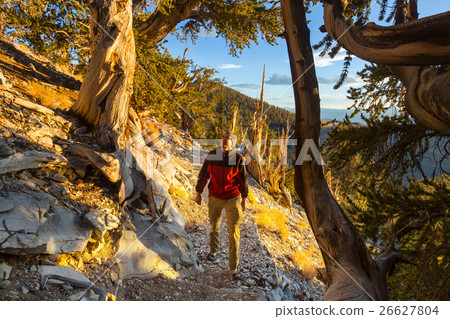 Ancient tree 26627804